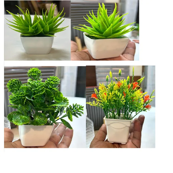 SMALL BONSAI PACK OF 6