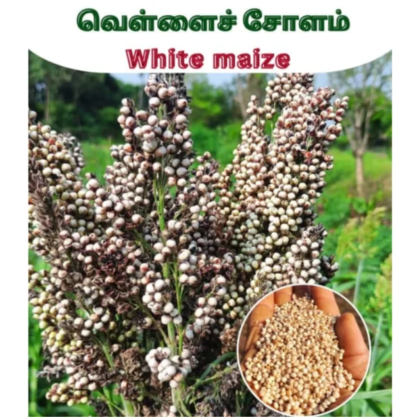 WHITE MAIZE SEEDS - THAAYAGAM NATURALS