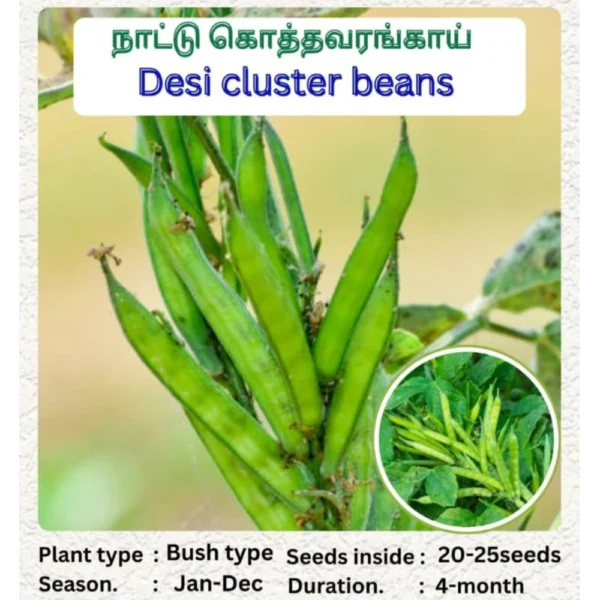 DESI CLUSTER BEANS SEEDS - THAAYAGAM NATURALS