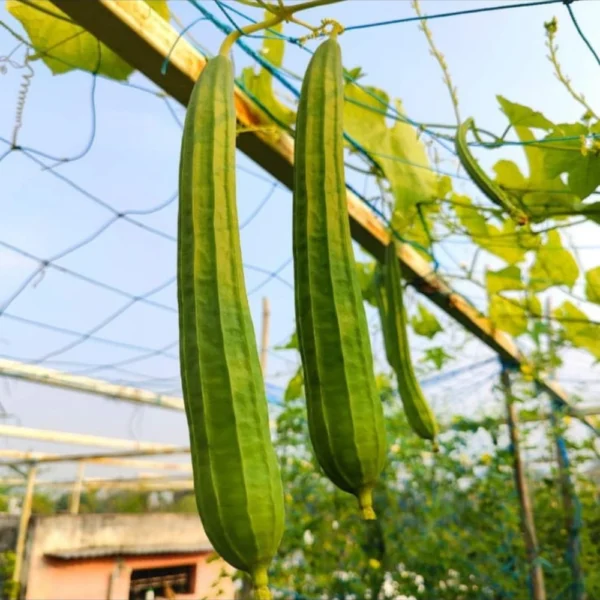 DESI RIDGE GOURD SEEDS - THAAYAGAM NATURALS