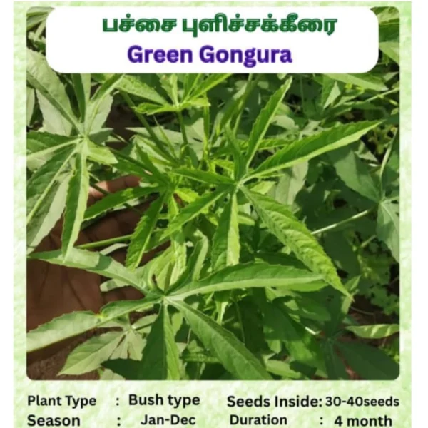 GREEN GONGURA SEEDS - THAAYAGAM NATURALS