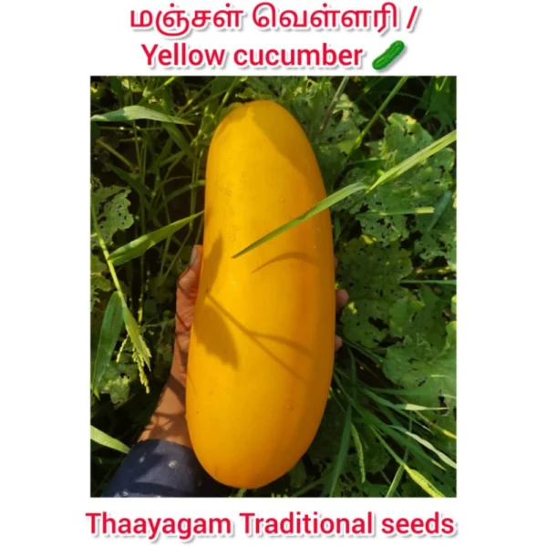 YELLOW CUCUMBER SEEDS - THAAYAGAM NATURALS