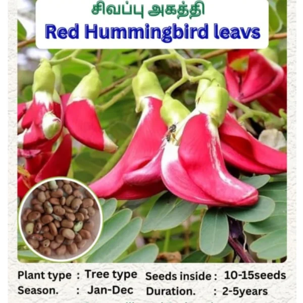 HUMMINGBIRD LEAVES SEEDS - THAAYAGAM NATURALS