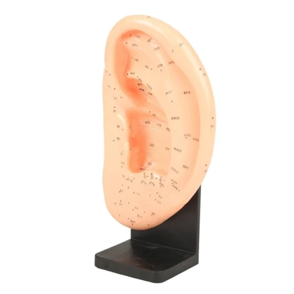 EAR MODEL - OCEANIC HEALTHCARE