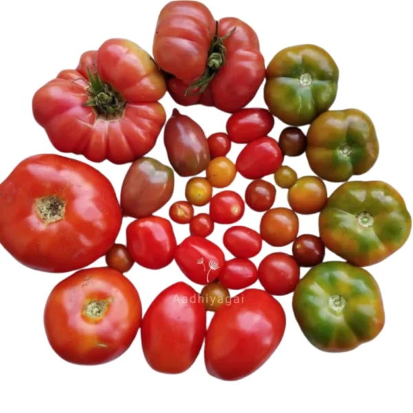 10 TYPES TOMATO  SEEDS COMBO - AADHIYAGAI