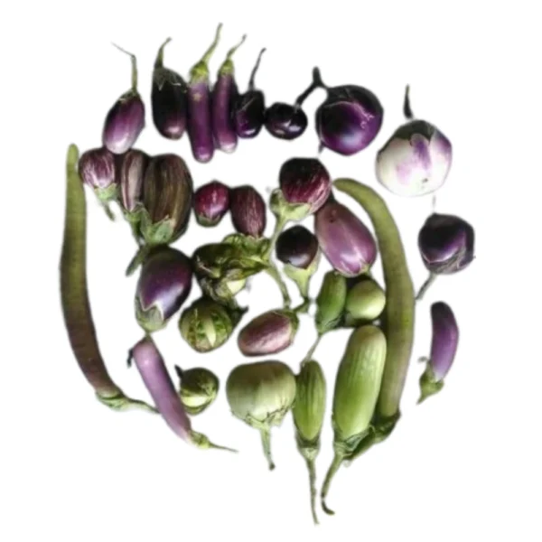 12 TYPES OF BRINJAL SEEDS COMBO - AADHIYAGAI