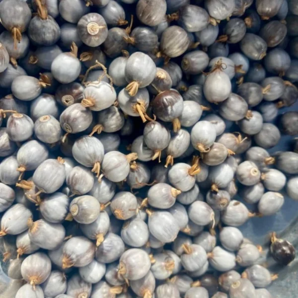 JOB'S TEARS SEEDS - THAAYAGAM NATURALS