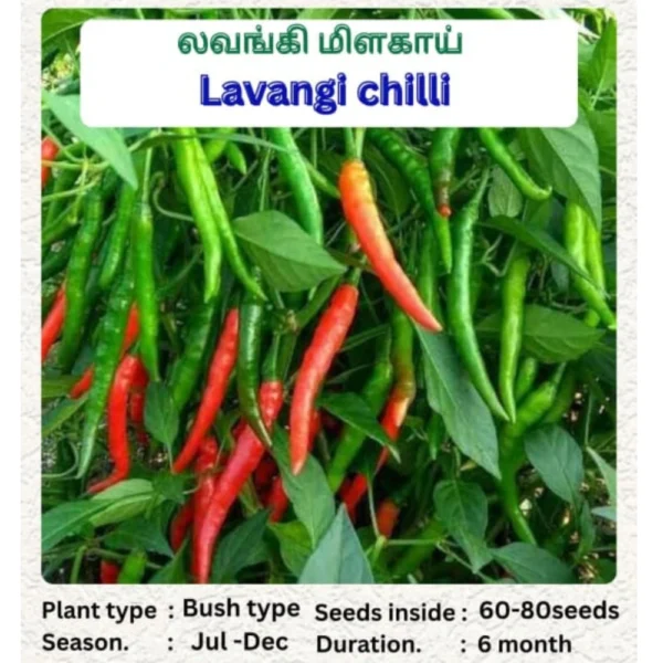 LAVANGI CHILLI SEEDS - THAAYAGAM NATURALS