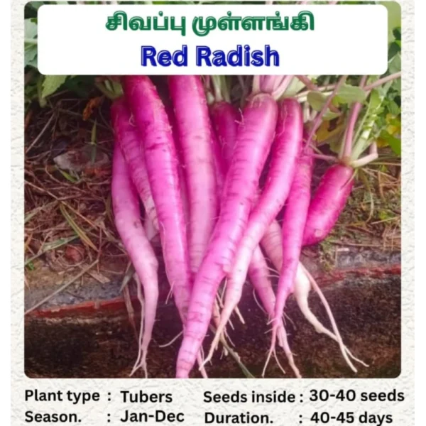 LONG RADISH SEEDS - THAAYAGAM NATURALS
