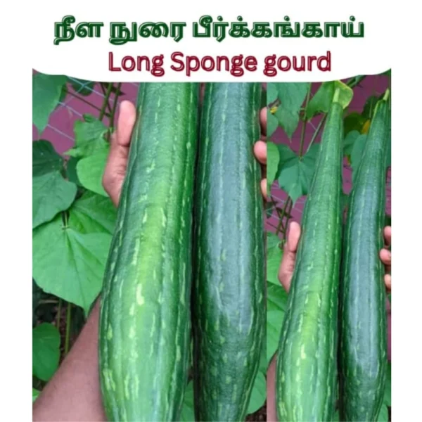 LONG SPONGE GOURD SEEDS - THAAYAGAM NATURALS