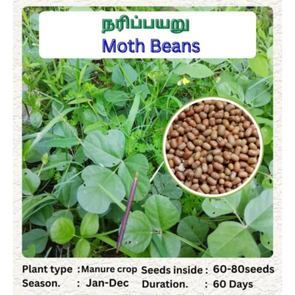MOTH BEANS SEEDS - THAAYAGAM NATURALS