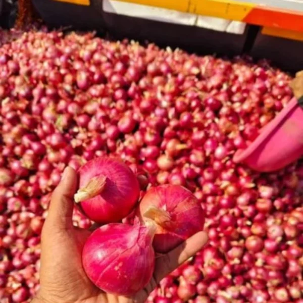 ONION SEEDS - THAAYAGAM NATURALS