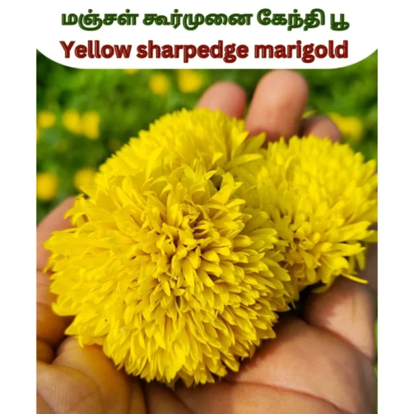 YELLOW STAR MARIGOLD FLOWER SEEDS - THAAYAGAM NATURALS