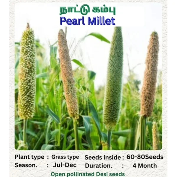 PEARL MILLET SEEDS - THAAYAGAM NATURALS