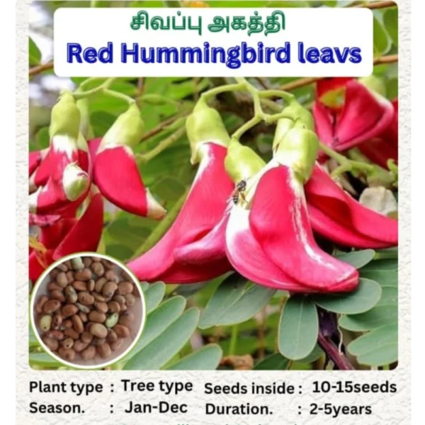 RED HUMMINGBIRD LEAVES SEEDS - THAAYAGAM NATURALS
