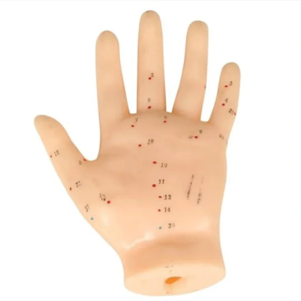 ACUPUNCTURE HAND MODEL - OCEANIC HEALTHCARE