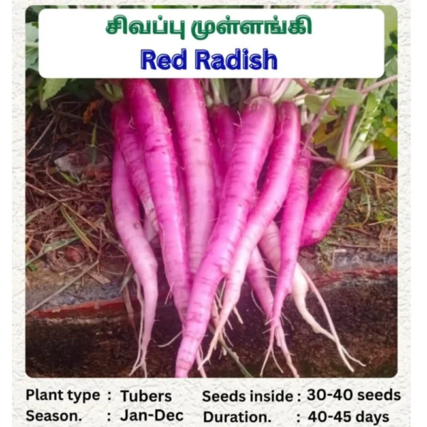 RED RADISH SEEDS - THAAYAGAM NATURALS