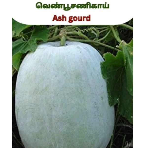 ASH GOURD SEEDS - THAAYAGAM NATURALS