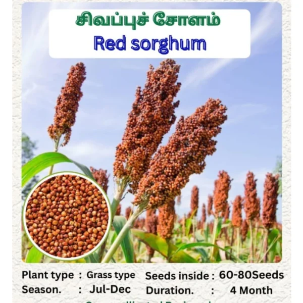 RED SORGHUM SEEDS - THAAYAGAM NATURALS