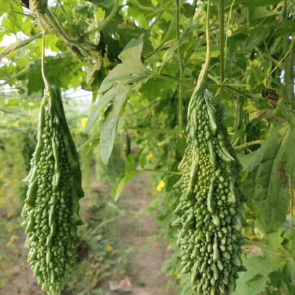 BITTER GOURD SEEDS - THAAYAGAM NATURALS