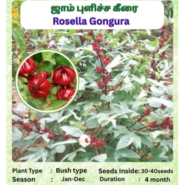 ROSELLA GONGURA SEEDS - THAAYAGAM NATURALS