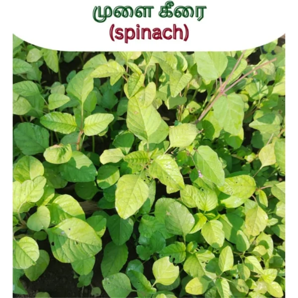 SPINACH SEEDS - THAAYAGAM NATURALS