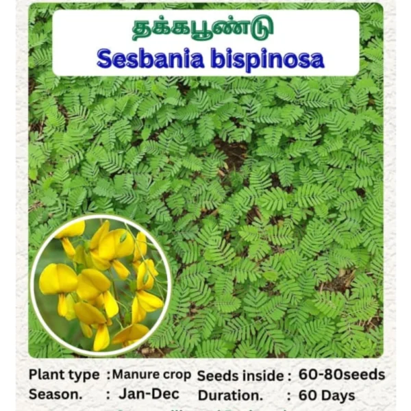 SESBANIA BISPINOSA SEEDS - THAAYAGAM NATURALS