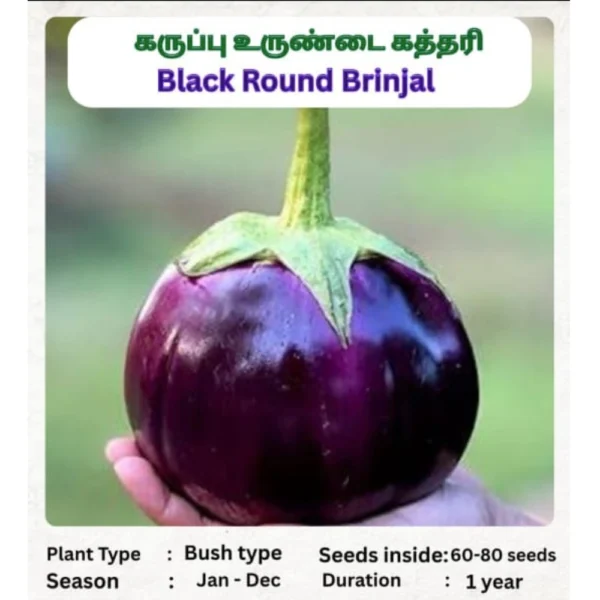 BLACK ROUND BRINJIAL SEEDS - THAAYAGAM NATURALS