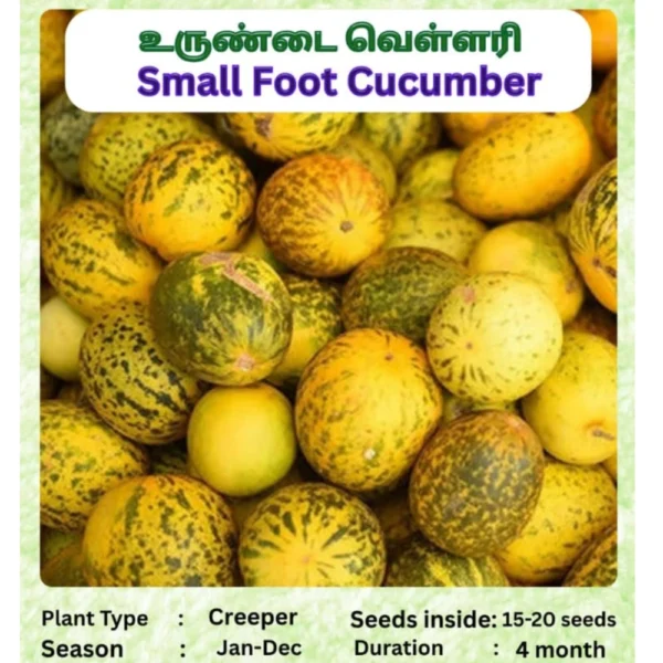 SMALL FOOT CUCUMBER SEEDS - THAAYAGAM NATURALS