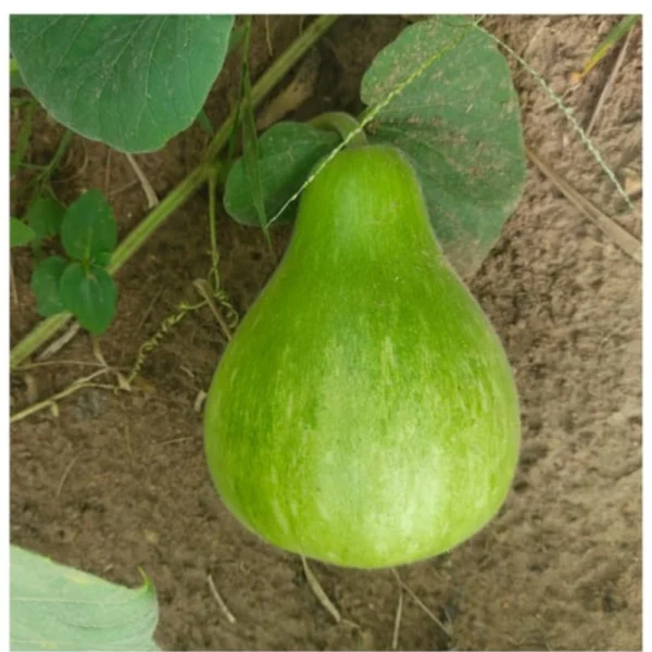 BOTTLE GOURD SEEDS - THAAYAGAM NATURALS