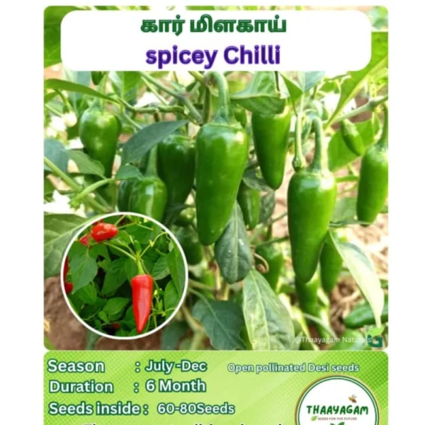 SPICY CHILLI SEEDS - THAAYAGAM NATURALS