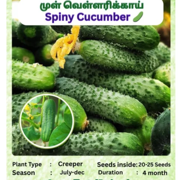 SPINNY CUCUMBER SEEDS - THAAYAGAM NATURALS
