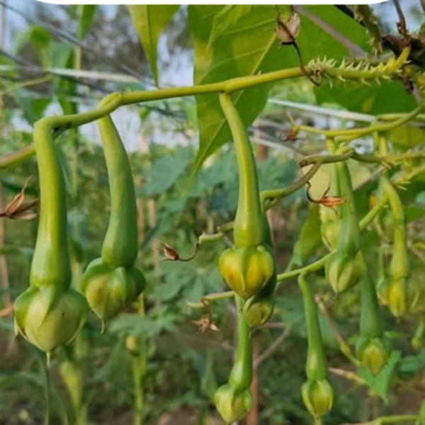 CLOVE BEANS SEEDS - THAAYAGAM NATURALS