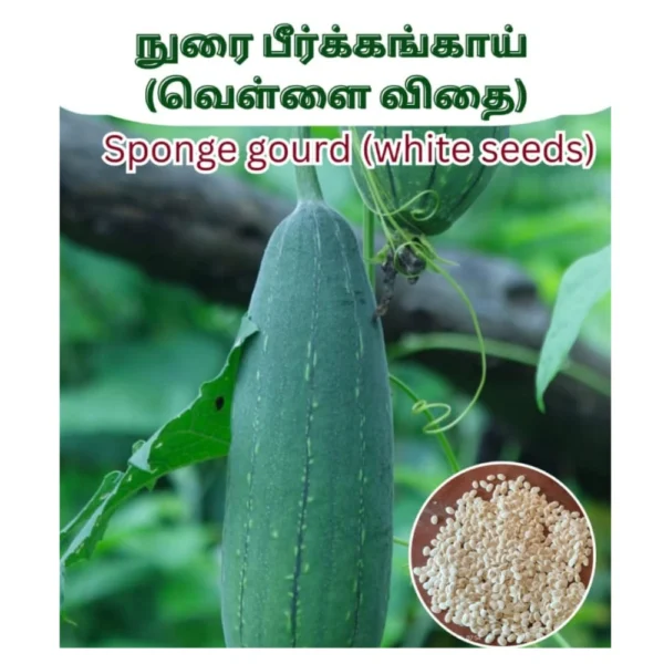 SPONGE GOURD WHITE SEEDS - THAAYAGAM NATURALS
