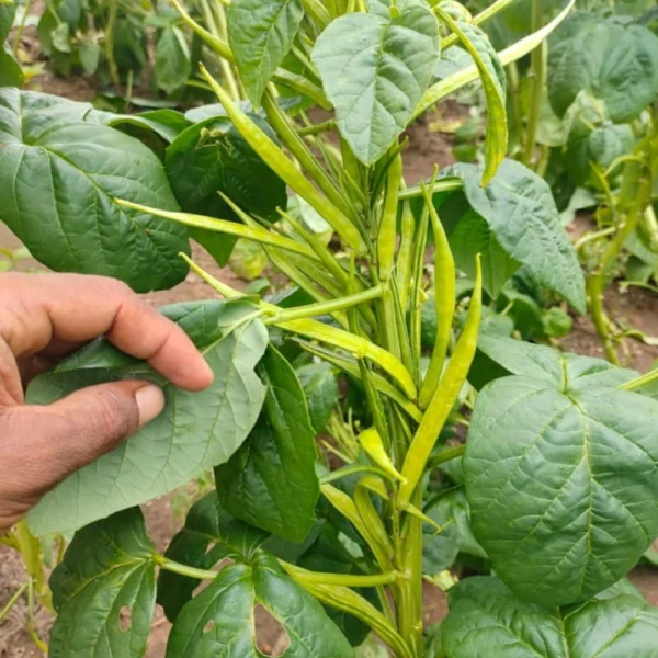 CLUSTER BEAN SEEDS - THAAYAGAM NATURALS