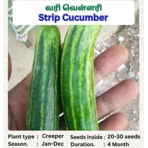 STRIP CUCUMBER SEEDS - THAAYAGAM NATURALS