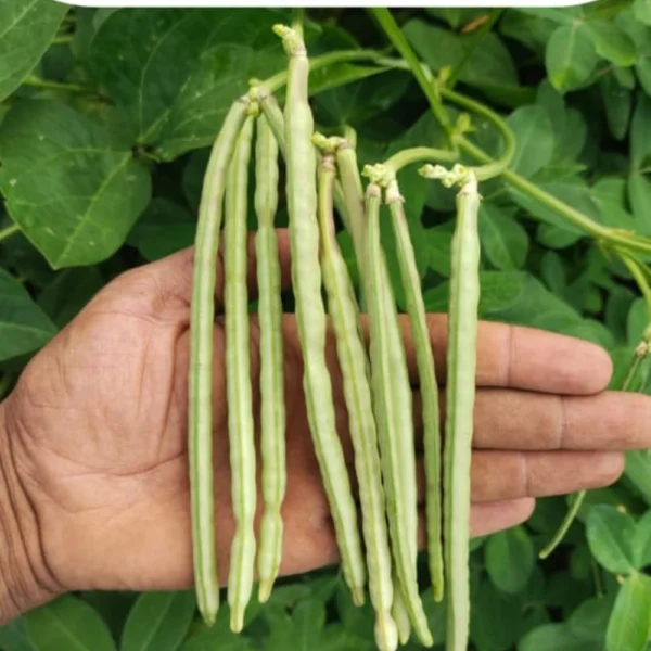 COWPEA GREEN SEEDS - THAAYAGAM NATURALS