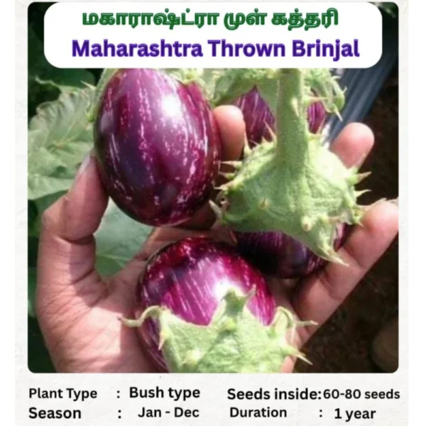 THROWN BRINJAL SEEDS - THAAYAGAM NATURALS