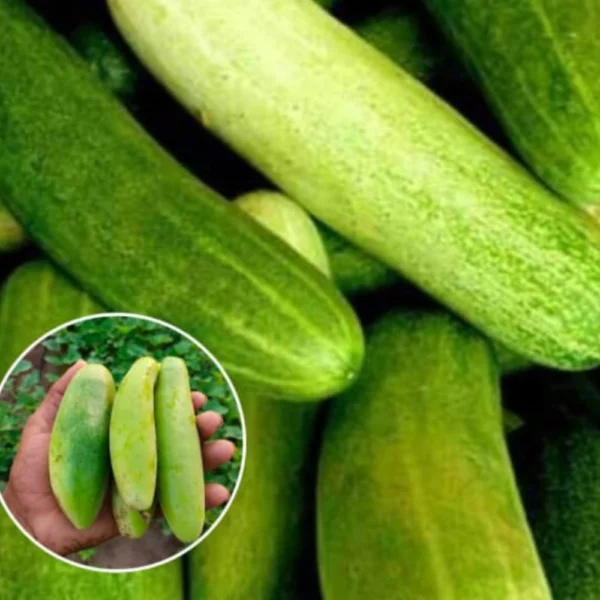 CUCUMBER SEEDS - THAAYAGAM NATURALS