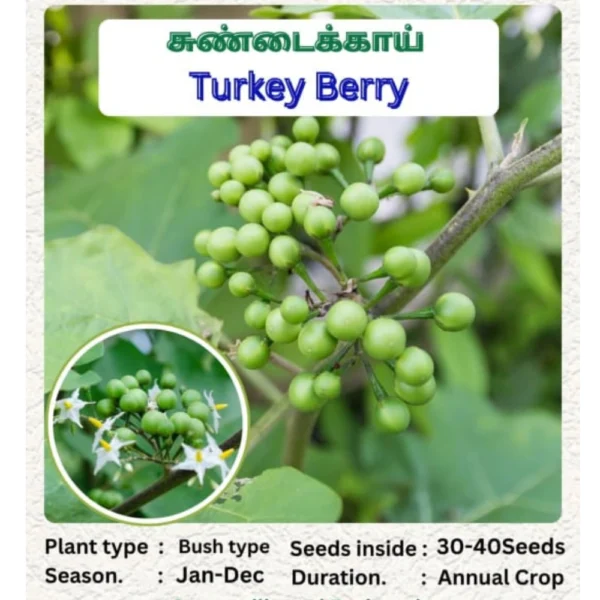 TURKEY BERRY SEEDS - THAAYAGAM NATURALS