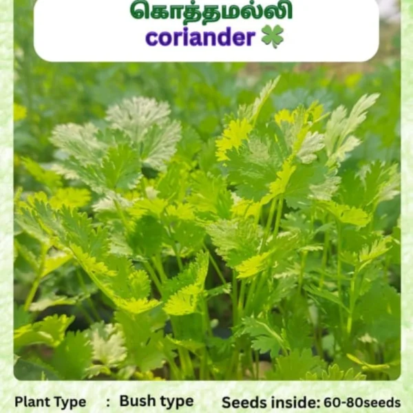 DESI CORIANDER SEEDS - THAAYAGAM NATURALS