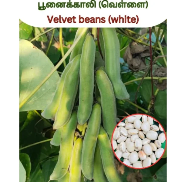 VELVET BEANS (WHITE) SEEDS - THAAYAGAM NATURALS