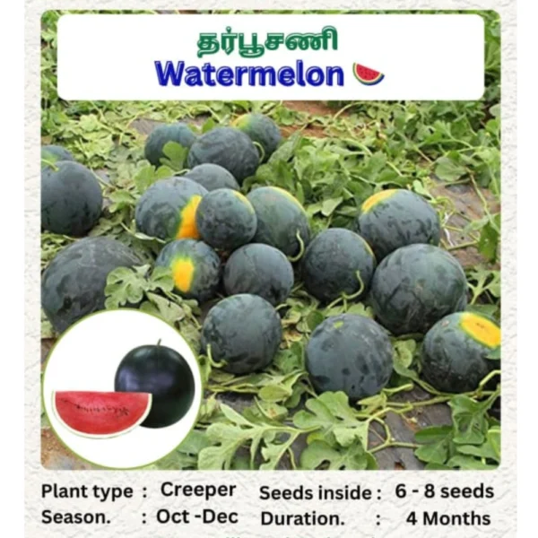 WATERMELON SEEDS YELLOW MAIZE SEEDS - THAAYAGAM NATURALS