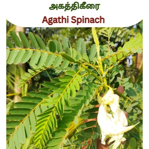 AGATHTHI KEERAI SEEDS - THAAYAGAM NATURALS