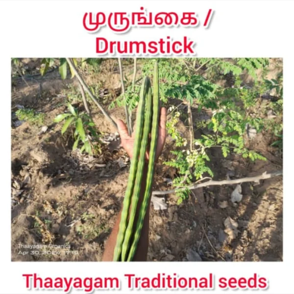 DRUMSTICK SEEDS - THAAYAGAM NATURALS