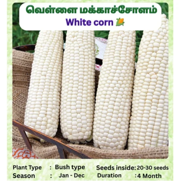 WHITE MAIZE SEEDSYELLOW MAIZE SEEDS - THAAYAGAM NATURALS