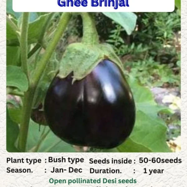GHEE BRINJAL SEEDS - THAAYAGAM NATURALS