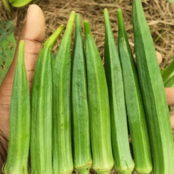 GREEN OKRA SEEDS - THAAYAGAM NATURALS