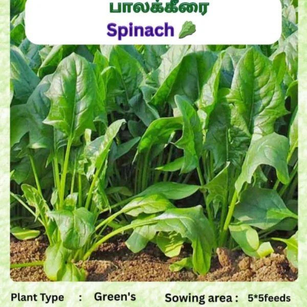 GREEN PALAKGREENS SEEDS - THAAYAGAM NATURALS