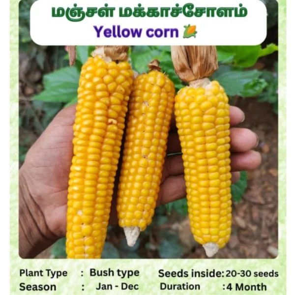 YELLOW MAIZE SEEDS - THAAYAGAM NATURALS